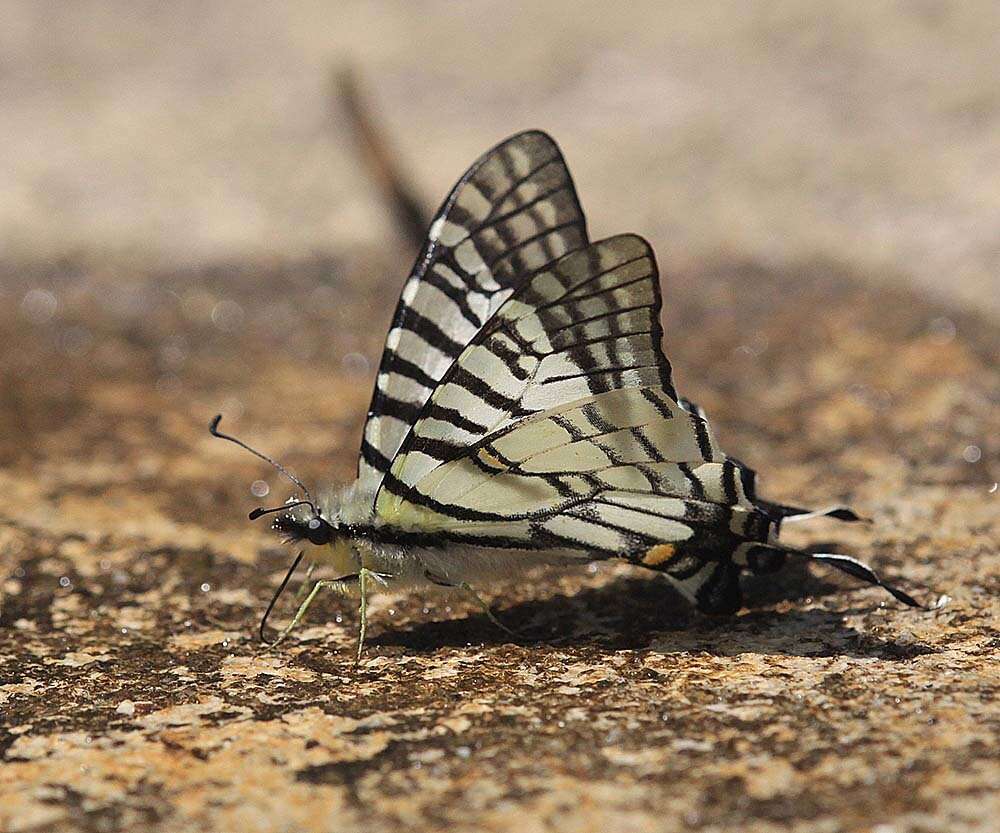 Image of Spectacle Swordtail