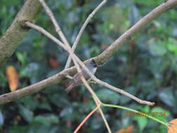 Image of Black-chinned Yuhina