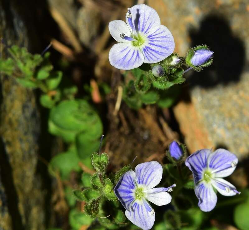 Image of Veronica nevadensis Pau