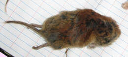 Image of Revillagigedo Island Red-backed Vole