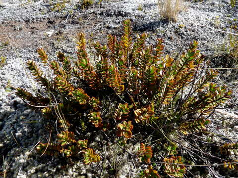 Image of Veronica decumbens Armstr.