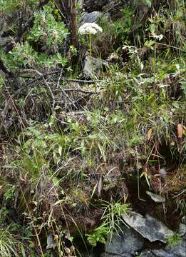 Plancia ëd Conioselinum longifolium Turcz.