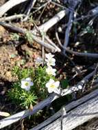 Sivun Oxalis tenuifolia Jacq. kuva