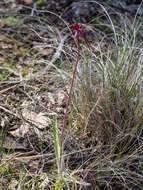 Image of Caladenia clavescens (D. L. Jones) G. N. Backh.