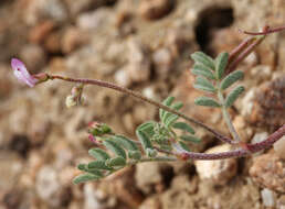 Image of sharpkeel milkvetch