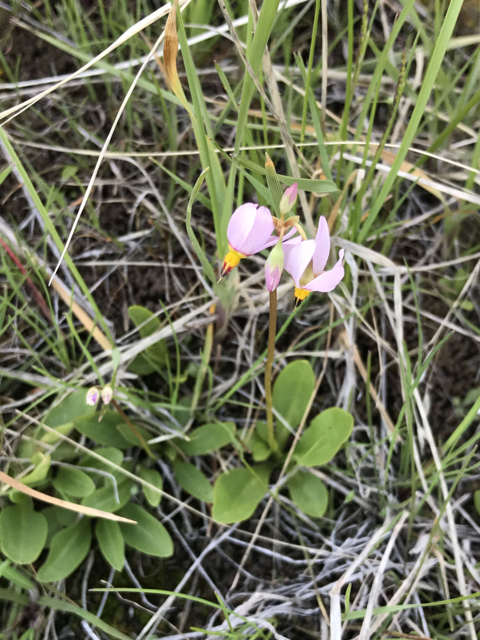 Dodecatheon pulchellum subsp. pauciflorum (Dur.) Hulten resmi