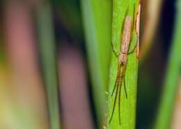 Image of Silver Longjawed Orbweaver