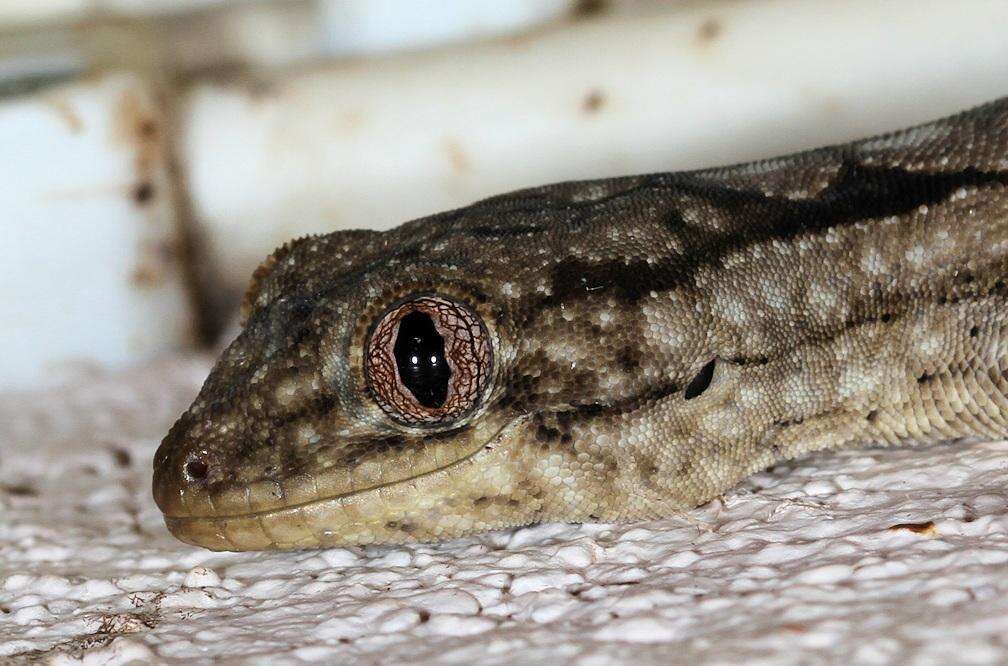 Image of Wahlberg's Velvet Gecko