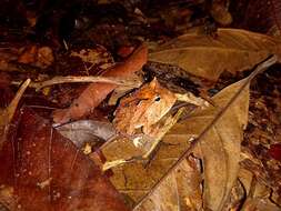 Image of Amazonian Horned Frog