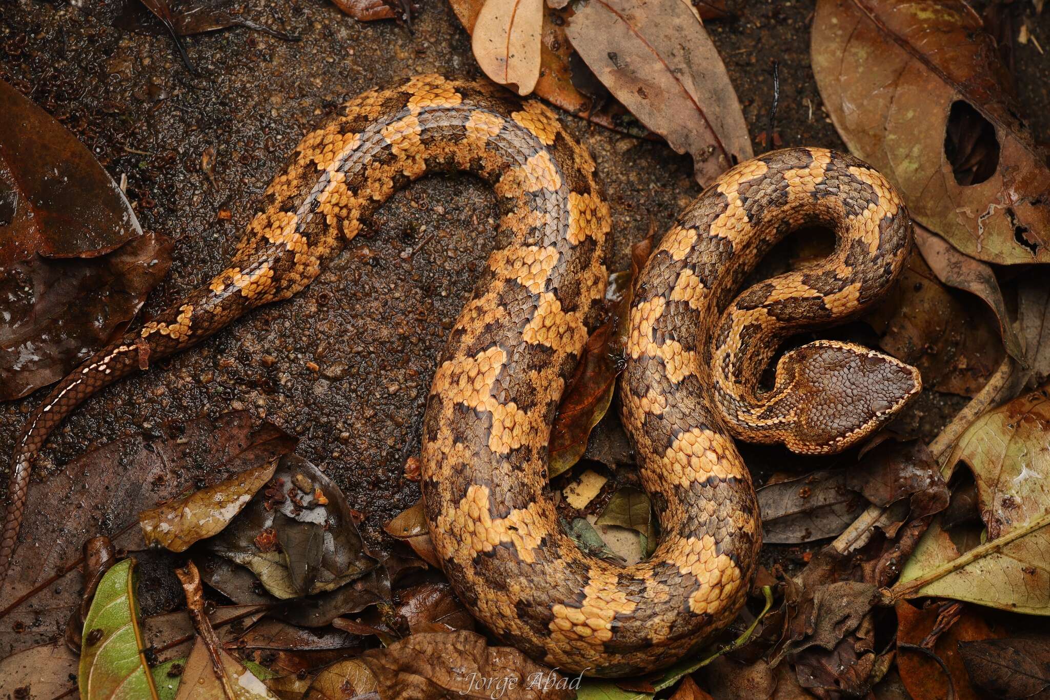 Image of Ovophis tonkinensis (Bourret 1934)