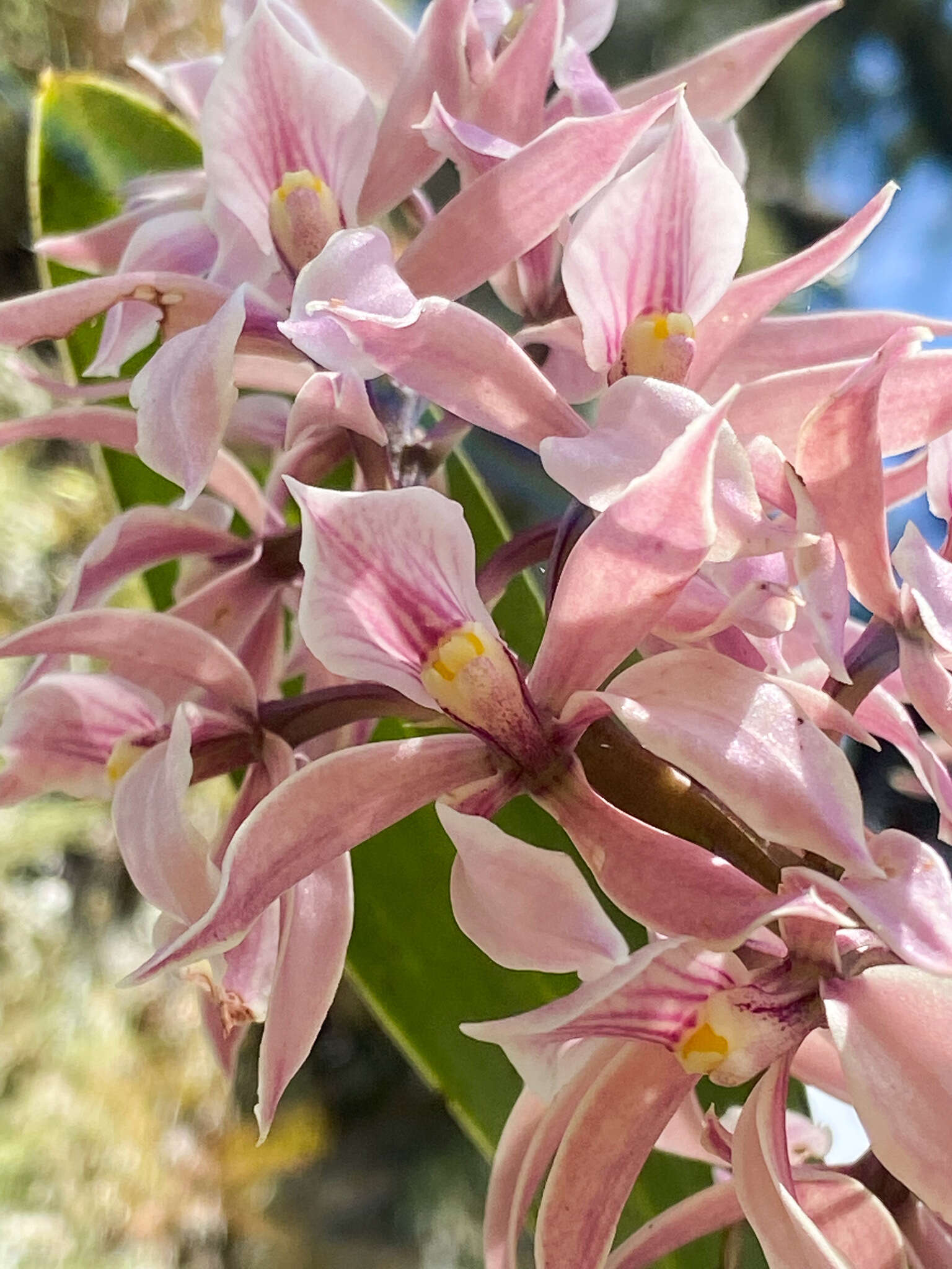 Image of Prosthechea allemanoides (Hoehne) W. E. Higgins