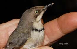 Image of Apalis thoracica rhodesiae Gunning & Roberts 1911