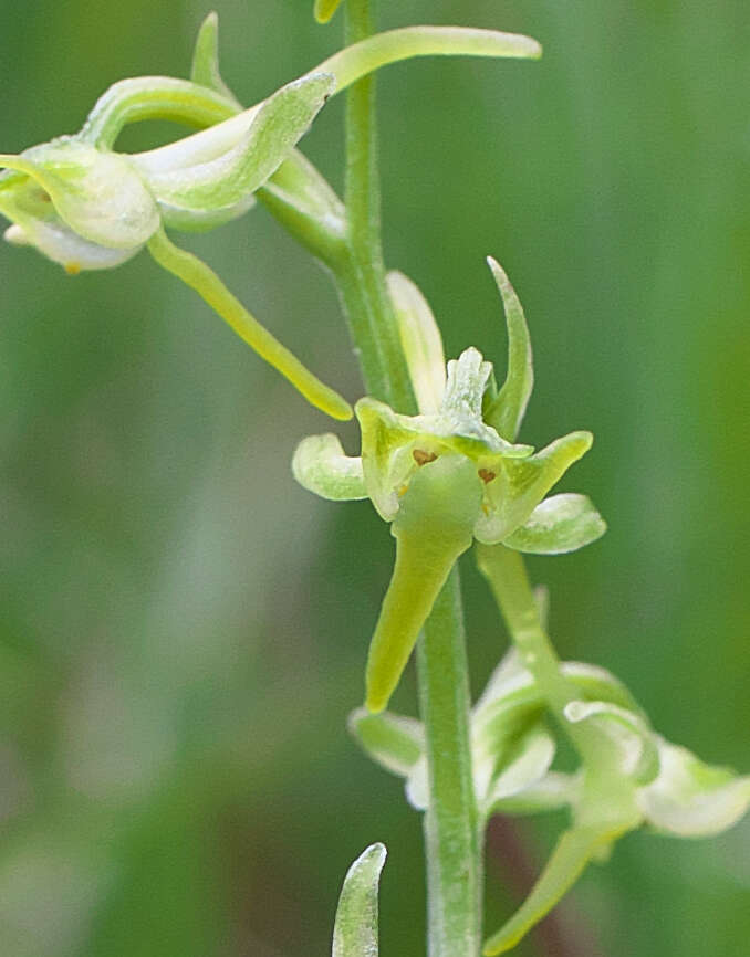 Plancia ëd Platanthera oreades Franch. & Sav.