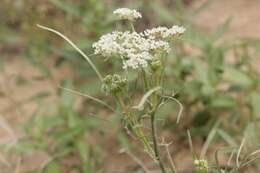 Plancia ëd Eurytaenia hinckleyi Mathias & Constance