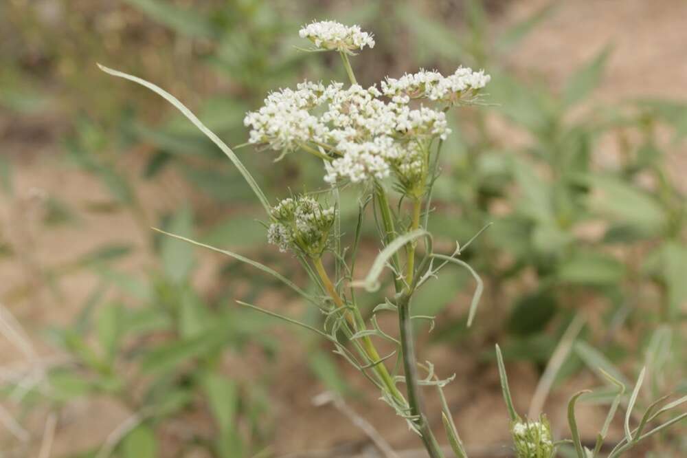 Plancia ëd Eurytaenia hinckleyi Mathias & Constance