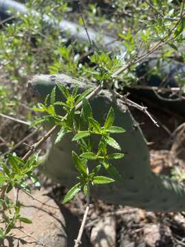 Image of Rubia fruticosa Aiton