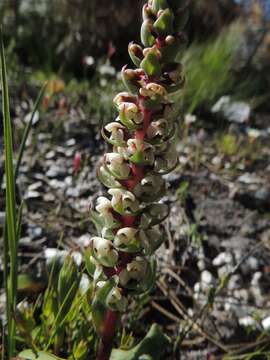 Image of Satyrium bicallosum Thunb.