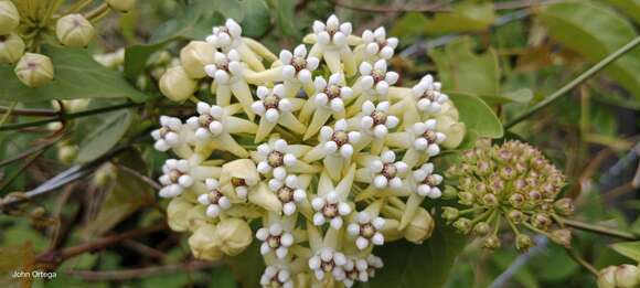 Image of Funastrum bilobum (Hook. & Arn.) Macbride