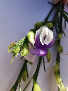 Image of Psoralea filifolia Eckl. & Zeyh.