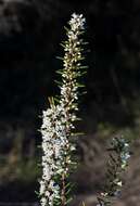 Image of Agiortia pedicellata (C. T. White) Quinn