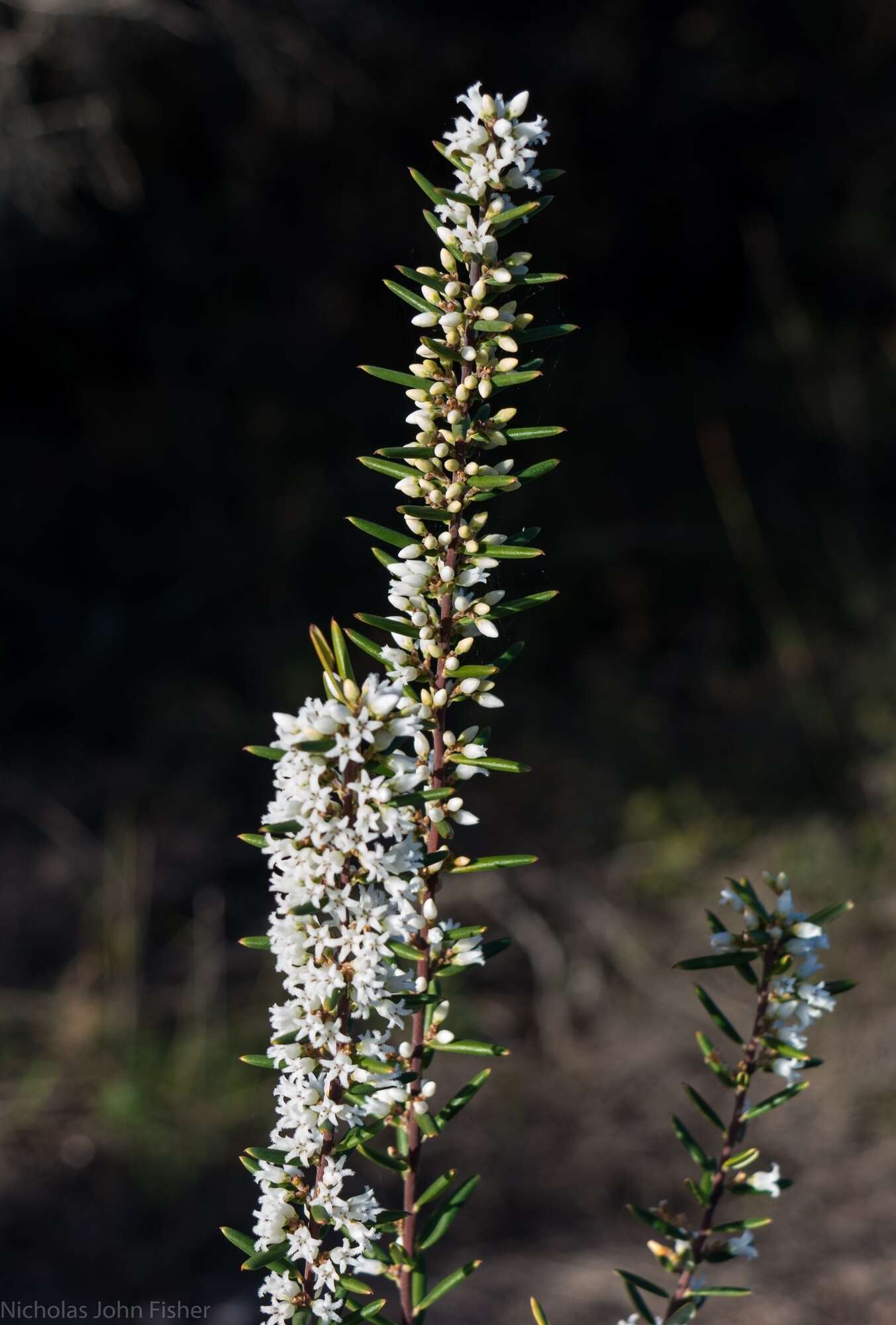 Image of Agiortia pedicellata (C. T. White) Quinn