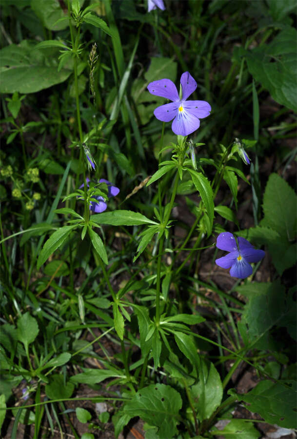 Image of Viola disjuncta W. Becker