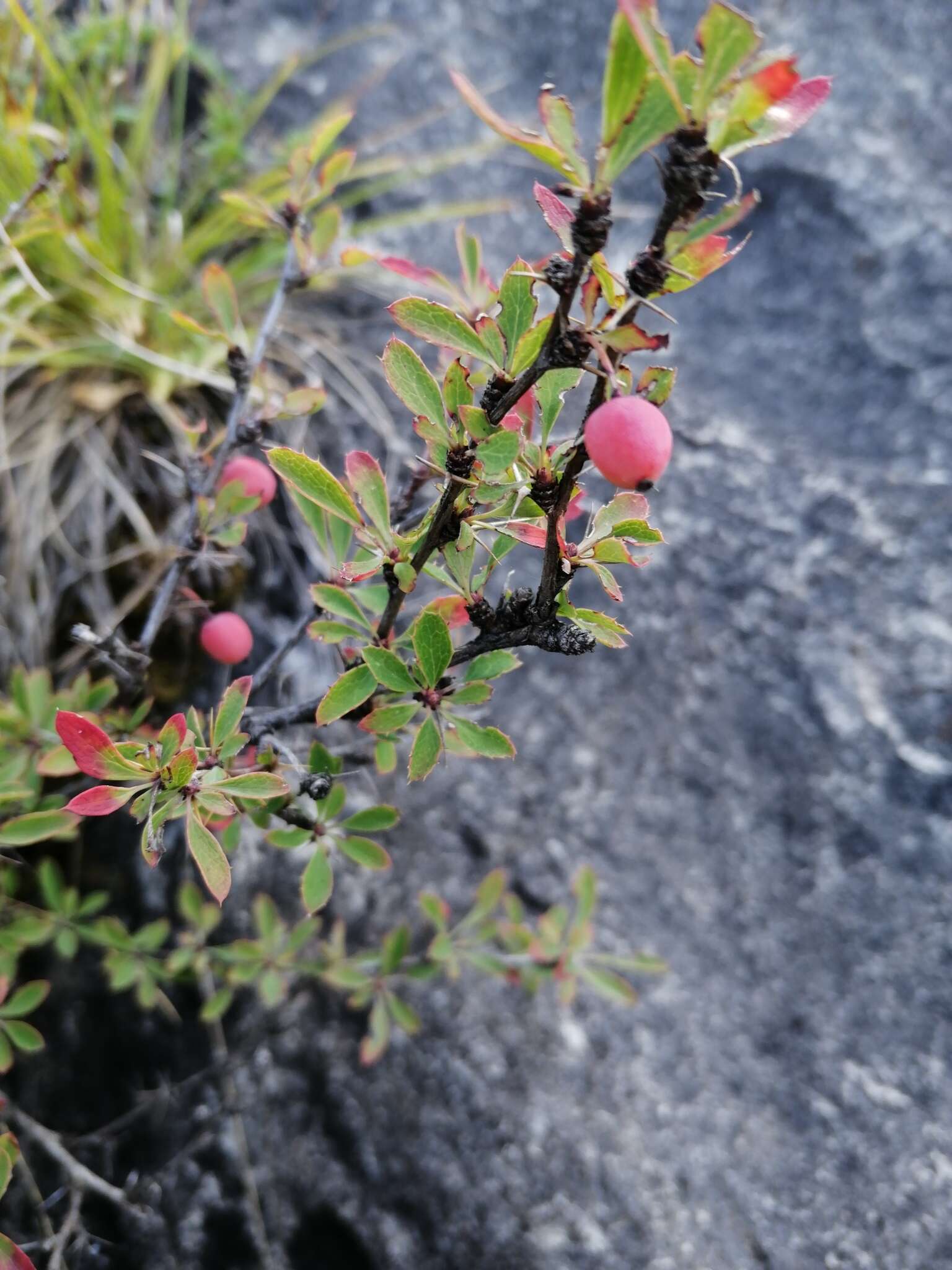 Image of Berberis sibirica Pall.