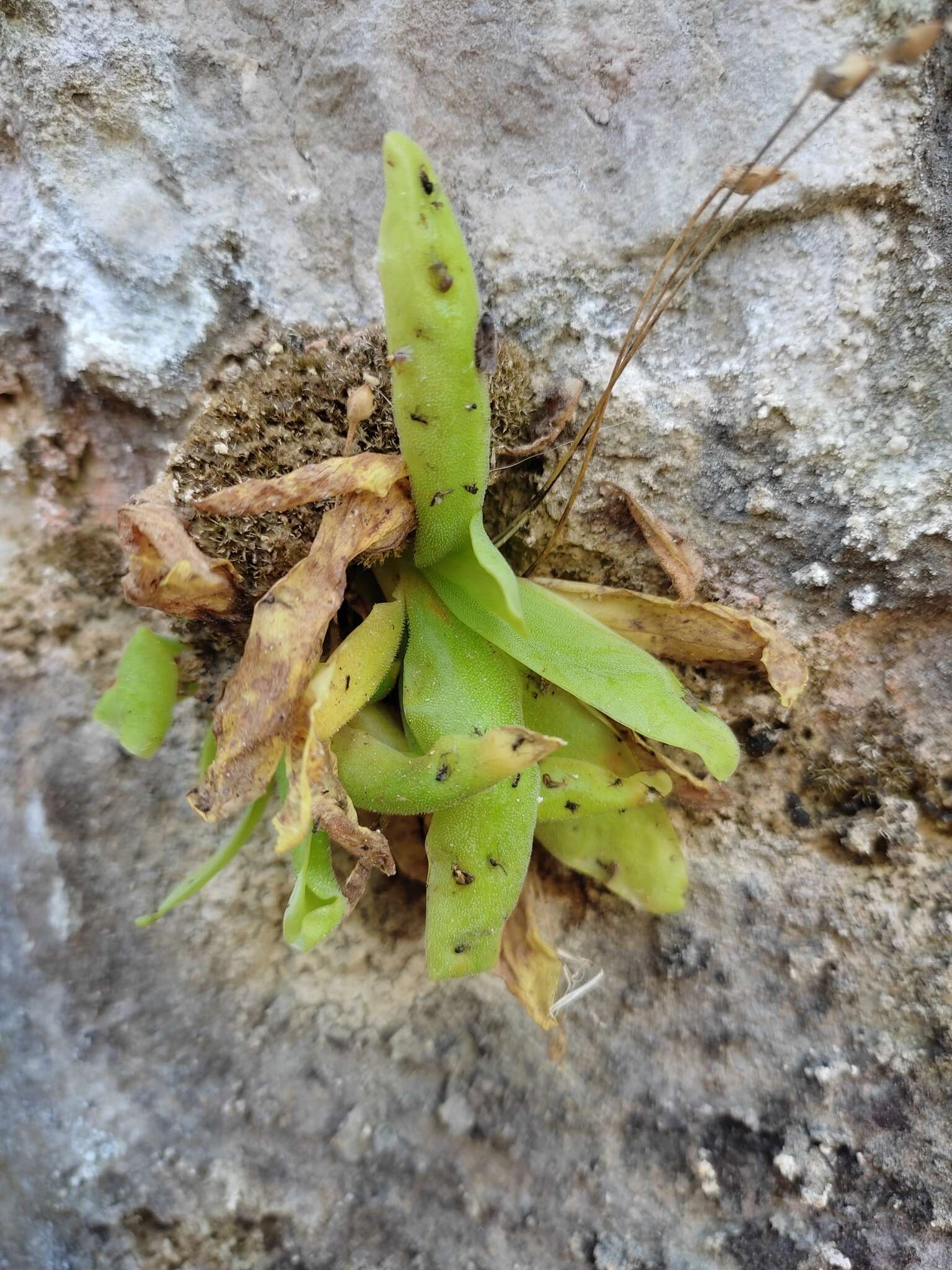 Image of Pinguicula casperiana