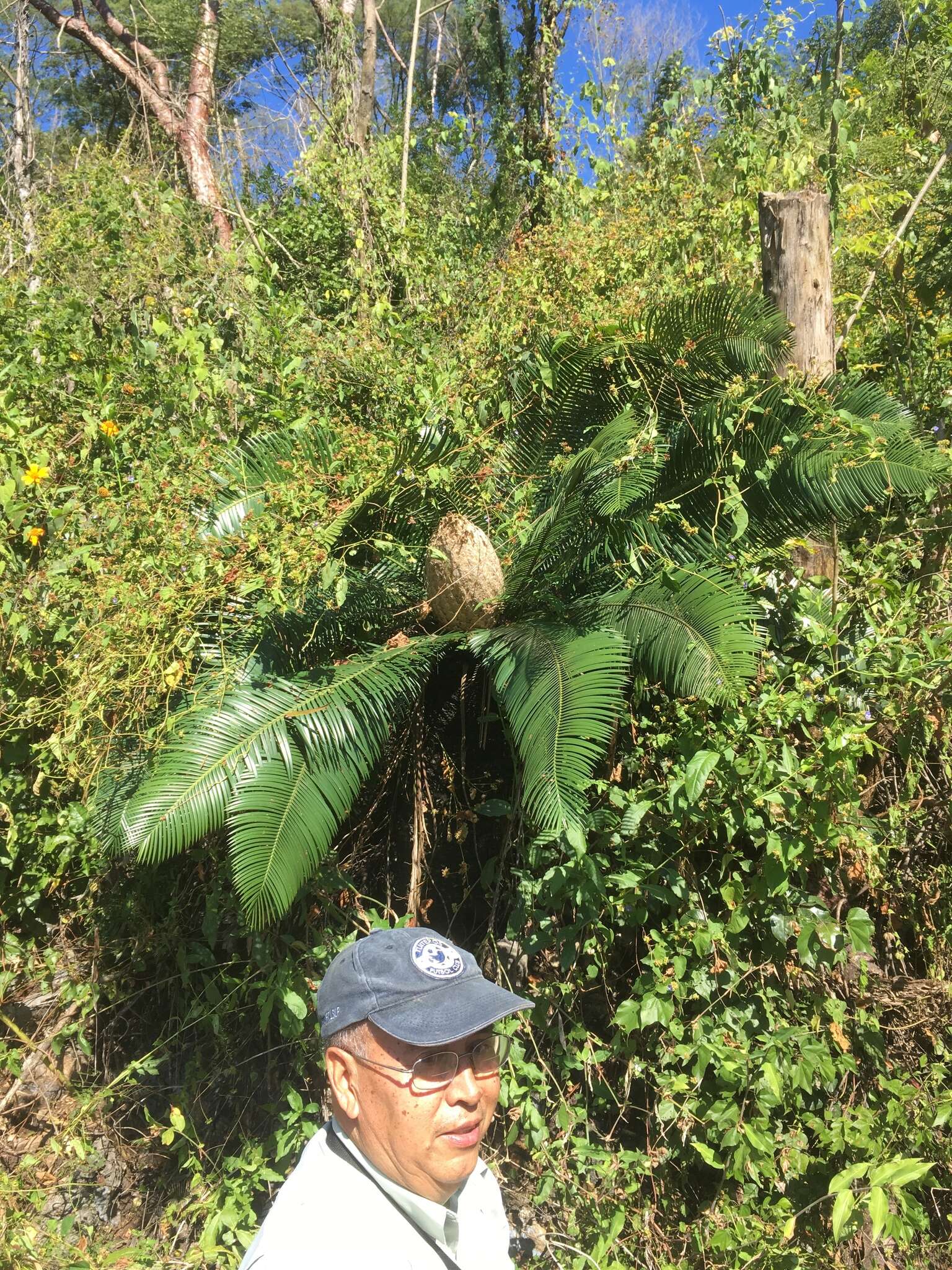 Image of Chestnut Dioon