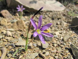 Image of Geissorhiza karooica Goldblatt