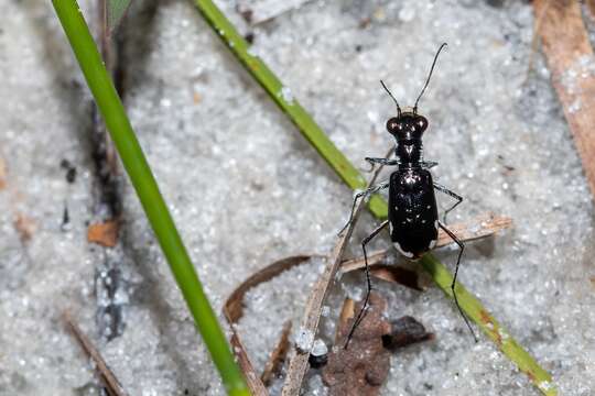 Image of Cicindela (Cicindelidia) scabrosa Schaupp 1884