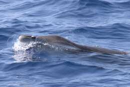 Image of Gervais' Beaked Whale