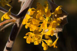 Image of Grevillea miniata W. V. Fitzg.