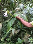 Image of Sobralia pulcherrima Garay