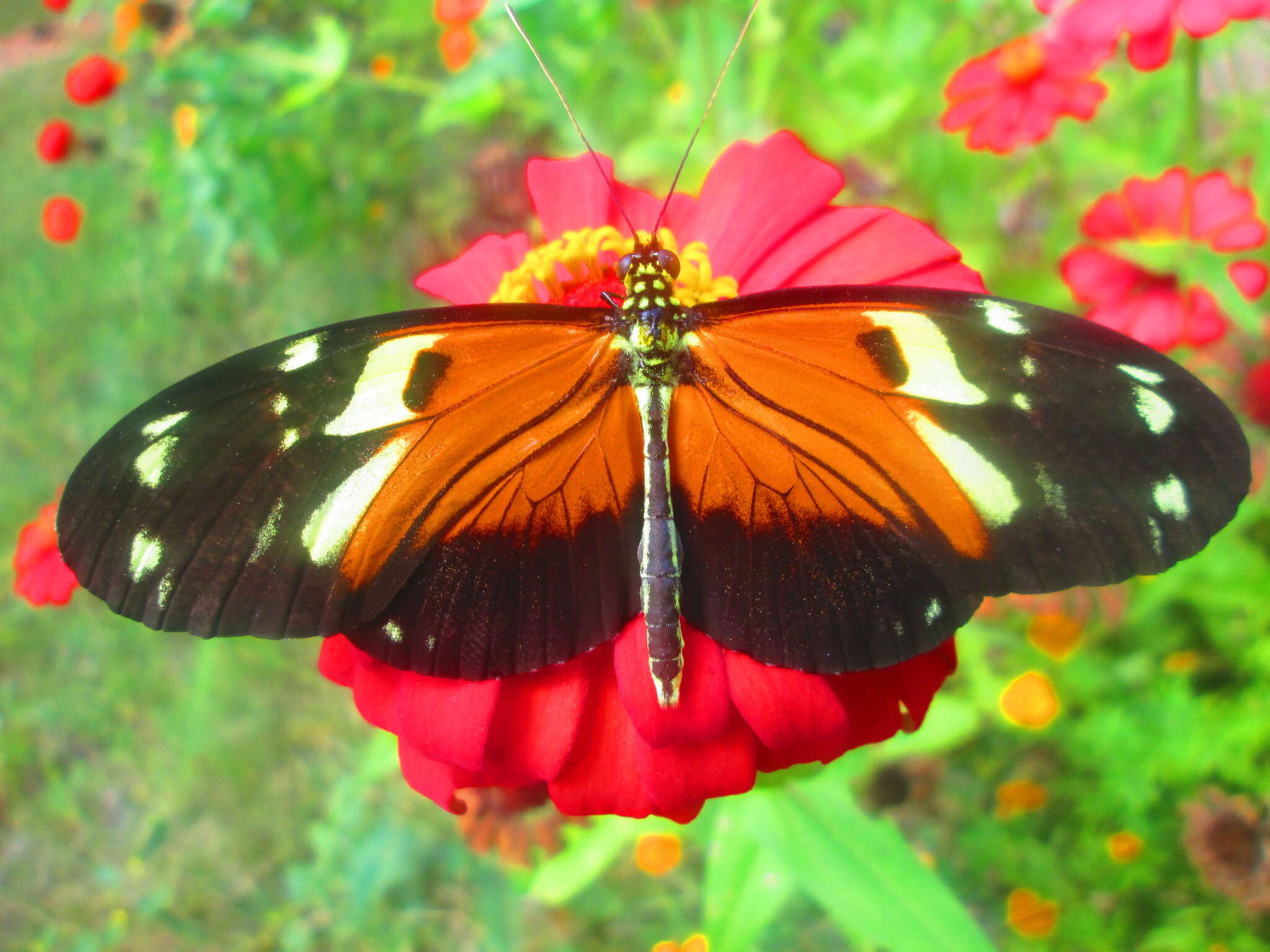 Image of Heliconius hecale melicerta