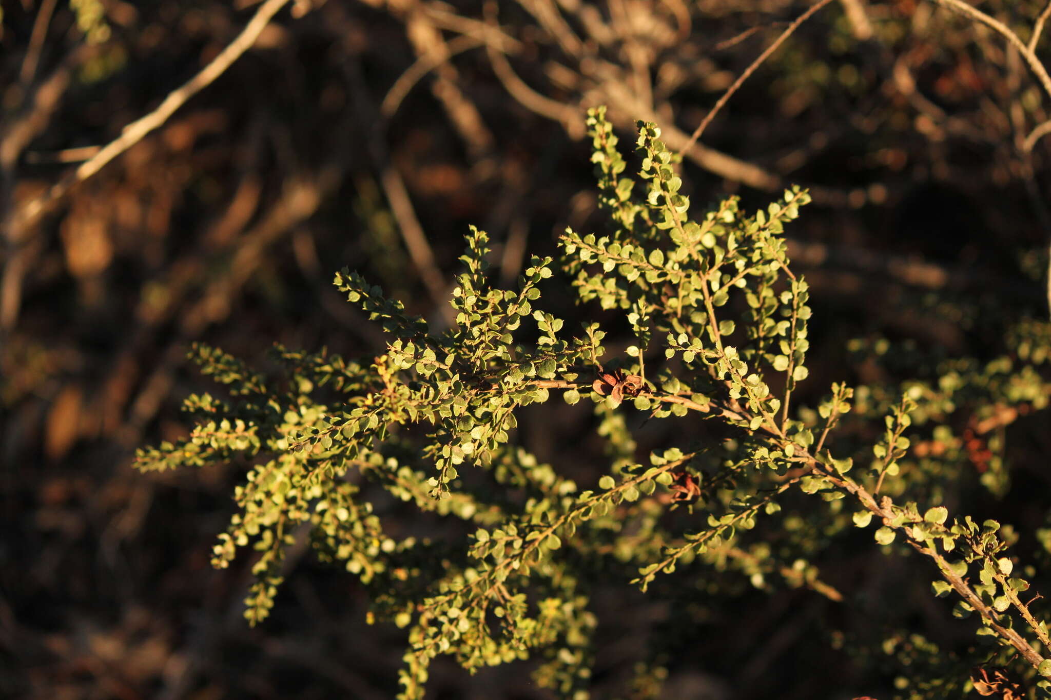 Image of gold-dust acacia