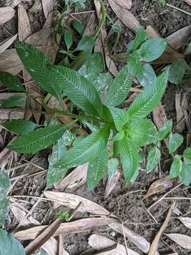 Image de Ludwigia hyssopifolia (G. Don) Exell