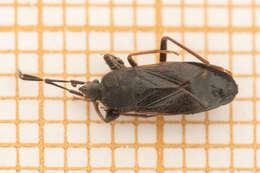 Image of Eremocoris plebejus (Fallen & C. F. 1807)