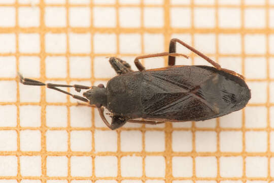 Image of Eremocoris plebejus (Fallen & C. F. 1807)