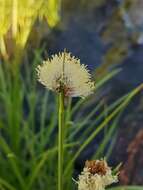 Plancia ëd Calliscirpus brachythrix C. N. Gilmour, J. R. Starr & Naczi