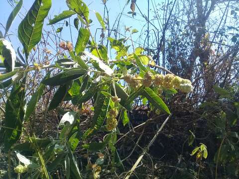 صورة Buddleja sessiliflora Kunth