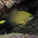 Image of Yellowtip damselfish