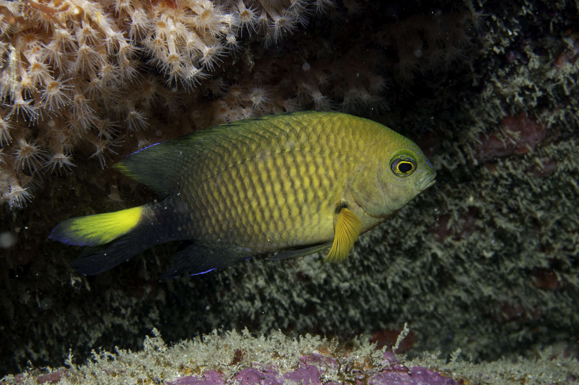 Image of Yellowtip damselfish