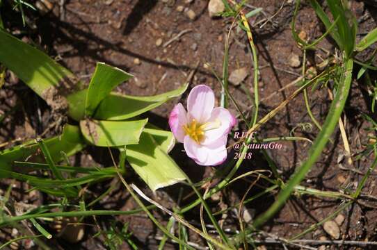 Image of Zephyranthes brevipes Standl.