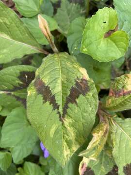 Image of Persicaria filiformis (Thunb.) Nakai