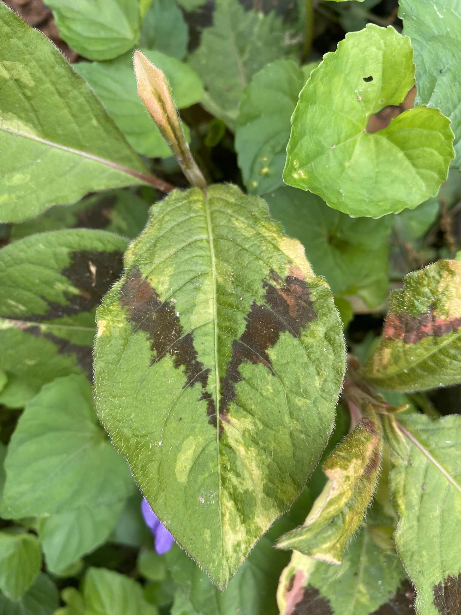 Sivun Persicaria filiformis (Thunb.) Nakai kuva