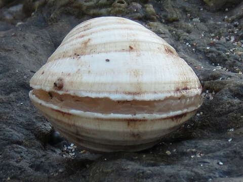 Image of Globivenus fordii (Yates 1890)