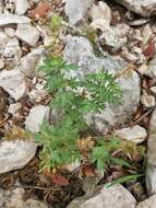 Plancia ëd Glandularia tumidula (L. M. Perry) Umber