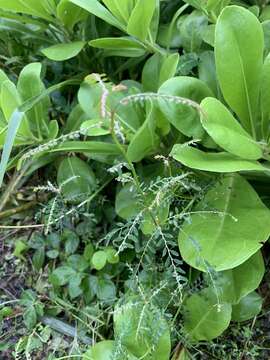 Image de Phyllanthus debilis J. G. Klein ex Willd.