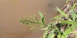 Image of Horse-Tail Crown Grass